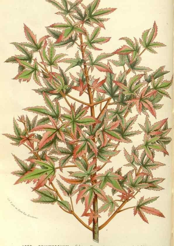 Reproducción/Reproduction 49587288913: Flore des serres et des jardins de l'Europe. A Gand :chez Louis van Houtte, eÌditeur,1845-1880.. 