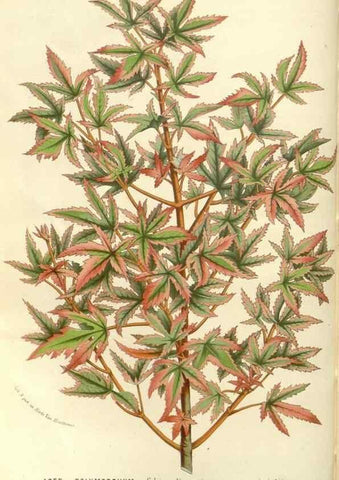 Reproducción/Reproduction 49587288913: Flore des serres et des jardins de l'Europe. A Gand :chez Louis van Houtte, eÌditeur,1845-1880.. 