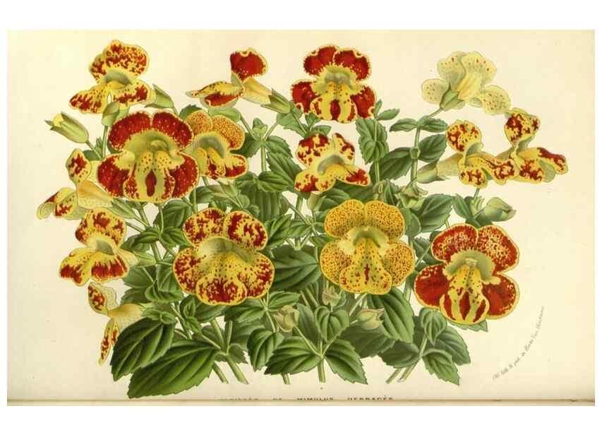 Reproducción/Reproduction 49587781721: Flore des serres et des jardins de l'Europe. A Gand :chez Louis van Houtte, eÌditeur,1845-1880.. 