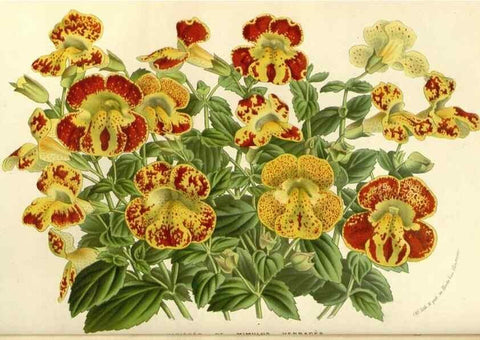Reproducción/Reproduction 49587781721: Flore des serres et des jardins de l'Europe. A Gand :chez Louis van Houtte, eÌditeur,1845-1880.. 