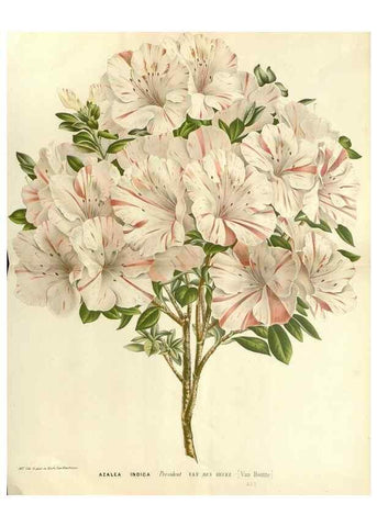 Reproducción/Reproduction 49587783626: Flore des serres et des jardins de l'Europe. A Gand :chez Louis van Houtte, eÌditeur,1845-1880.. 