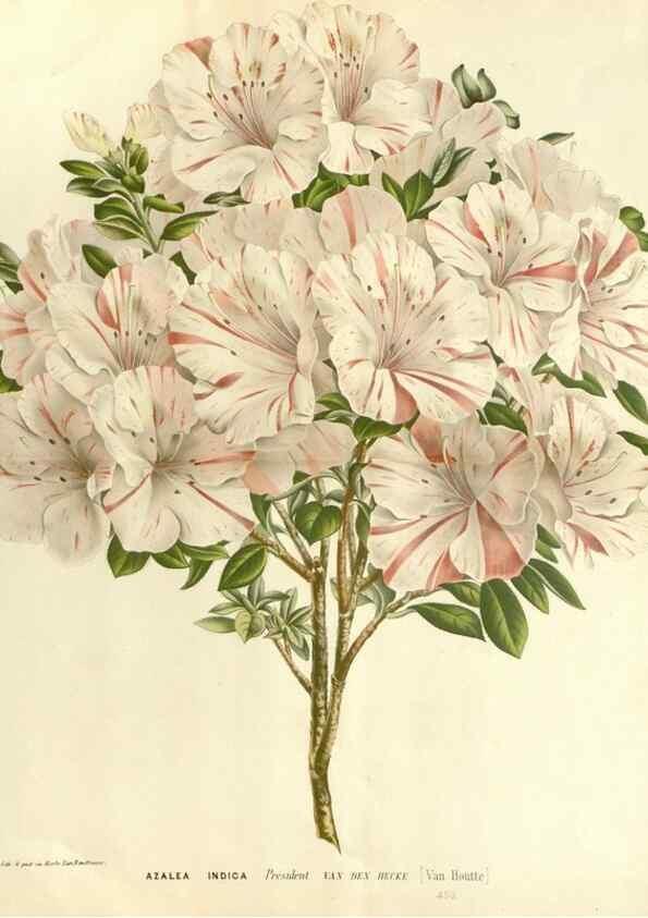 Reproducción/Reproduction 49587783626: Flore des serres et des jardins de l'Europe. A Gand :chez Louis van Houtte, eÌditeur,1845-1880.. 