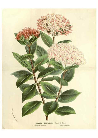 Reproducción/Reproduction 49587783991: Flore des serres et des jardins de l'Europe. A Gand :chez Louis van Houtte, eÌditeur,1845-1880.. 