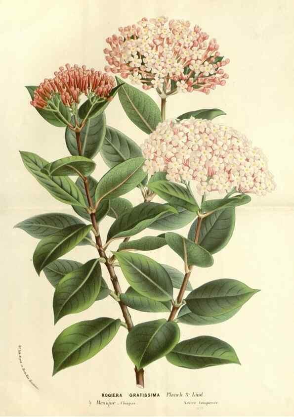 Reproducción/Reproduction 49587783991: Flore des serres et des jardins de l'Europe. A Gand :chez Louis van Houtte, eÌditeur,1845-1880.. 