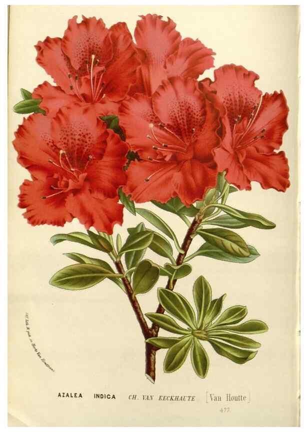 Reproducción/Reproduction 49588027617: Flore des serres et des jardins de l'Europe. A Gand :chez Louis van Houtte, eÌditeur,1845-1880.. 