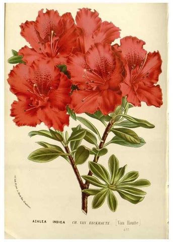 Reproducción/Reproduction 49588027617: Flore des serres et des jardins de l'Europe. A Gand :chez Louis van Houtte, eÌditeur,1845-1880.. 