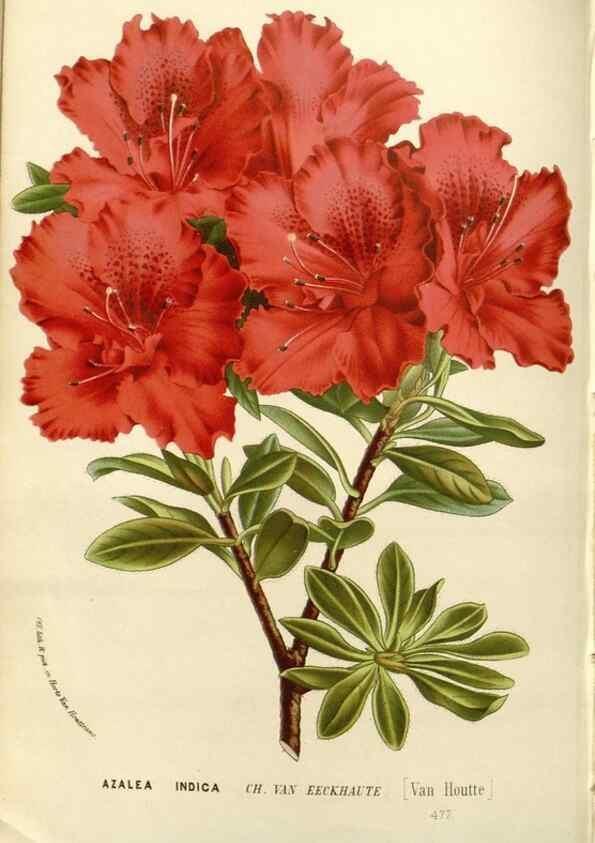 Reproducción/Reproduction 49588027617: Flore des serres et des jardins de l'Europe. A Gand :chez Louis van Houtte, eÌditeur,1845-1880.. 