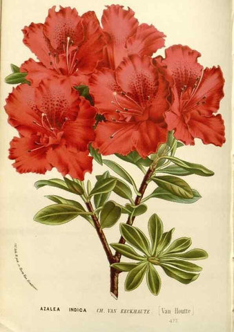 Reproducción/Reproduction 49588027617: Flore des serres et des jardins de l'Europe. A Gand :chez Louis van Houtte, eÌditeur,1845-1880.. 
