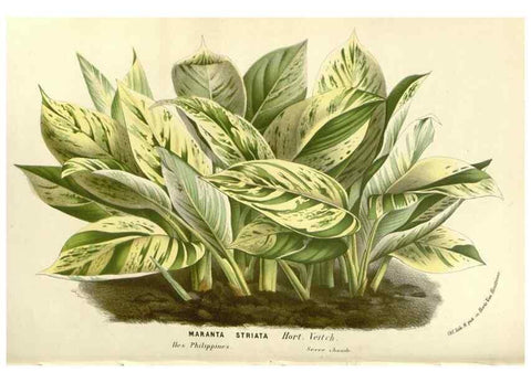 Reproducción/Reproduction 49588027807: Flore des serres et des jardins de l'Europe. A Gand :chez Louis van Houtte, eÌditeur,1845-1880.. 