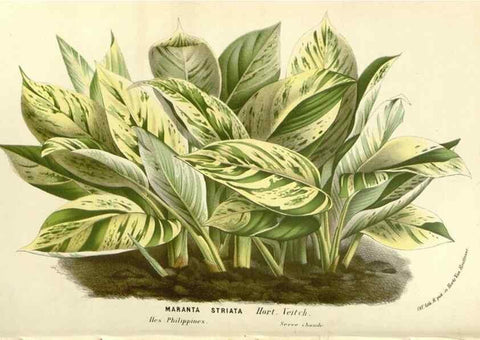 Reproducción/Reproduction 49588027807: Flore des serres et des jardins de l'Europe. A Gand :chez Louis van Houtte, eÌditeur,1845-1880.. 
