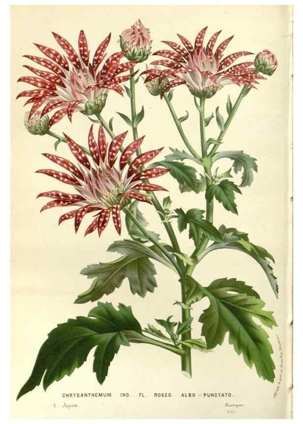 Reproducción/Reproduction 49587784611: Flore des serres et des jardins de l'Europe. A Gand :chez Louis van Houtte, eÌditeur,1845-1880.. 
