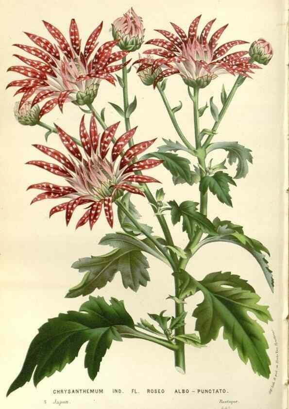 Reproducción/Reproduction 49587784611: Flore des serres et des jardins de l'Europe. A Gand :chez Louis van Houtte, eÌditeur,1845-1880.. 