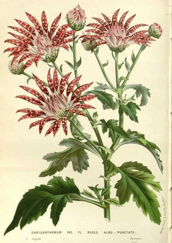 Reproducción/Reproduction 49587784611: Flore des serres et des jardins de l'Europe. A Gand :chez Louis van Houtte, eÌditeur,1845-1880.. 