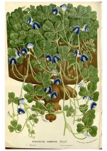 Reproducción/Reproduction 49587784801: Flore des serres et des jardins de l'Europe. A Gand :chez Louis van Houtte, eÌditeur,1845-1880.. 