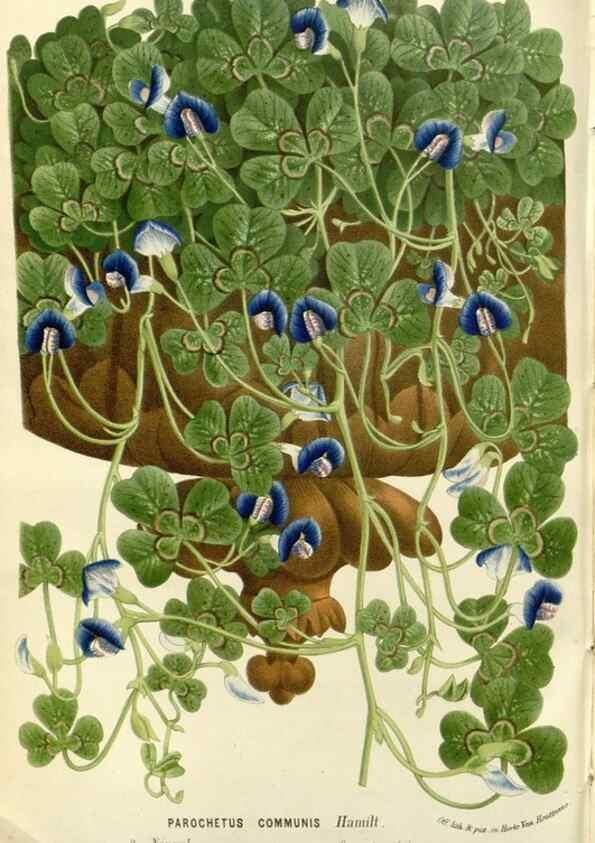Reproducción/Reproduction 49587784801: Flore des serres et des jardins de l'Europe. A Gand :chez Louis van Houtte, eÌditeur,1845-1880.. 