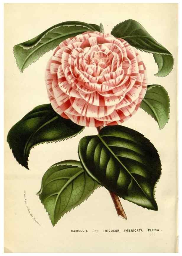 Reproducción/Reproduction 49587290623: Flore des serres et des jardins de l'Europe. A Gand :chez Louis van Houtte, eÌditeur,1845-1880.. 