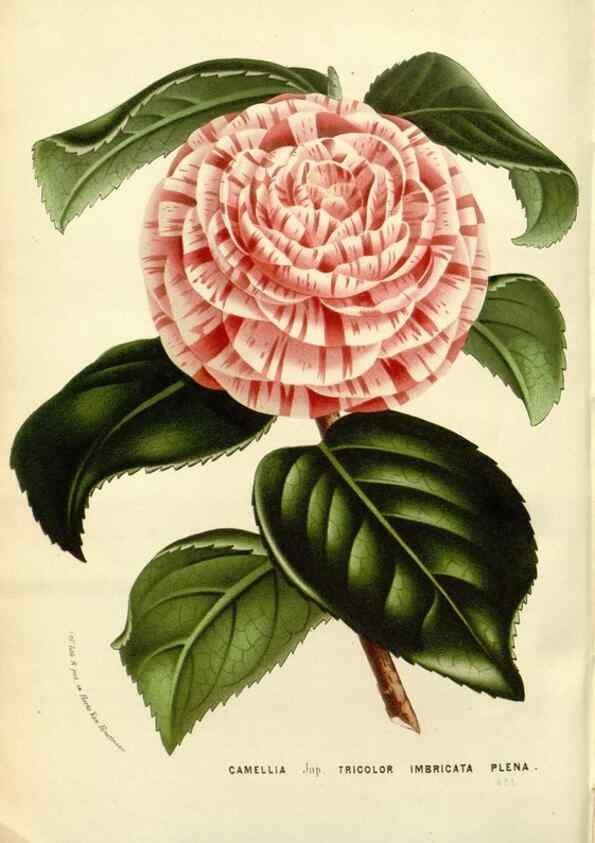 Reproducción/Reproduction 49587290623: Flore des serres et des jardins de l'Europe. A Gand :chez Louis van Houtte, eÌditeur,1845-1880.. 