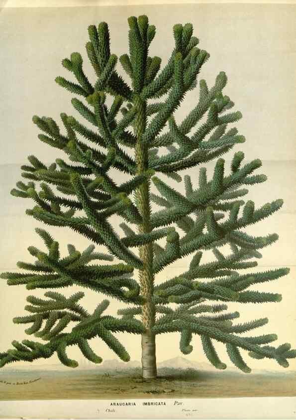 Reproducción/Reproduction 49588028617: Flore des serres et des jardins de l'Europe. A Gand :chez Louis van Houtte, eÌditeur,1845-1880.. 