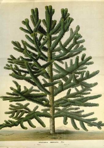 Reproducción/Reproduction 49588028617: Flore des serres et des jardins de l'Europe. A Gand :chez Louis van Houtte, eÌditeur,1845-1880.. 