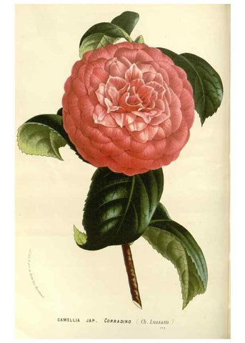 Reproducción/Reproduction 49588027122: Flore des serres et des jardins de l'Europe. A Gand :chez Louis van Houtte, eÌditeur,1845-1880.. 