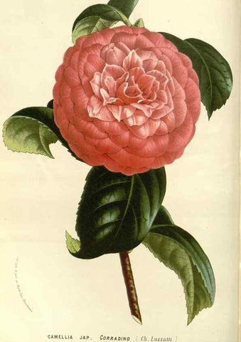 Reproducción/Reproduction 49588027122: Flore des serres et des jardins de l'Europe. A Gand :chez Louis van Houtte, eÌditeur,1845-1880.. 