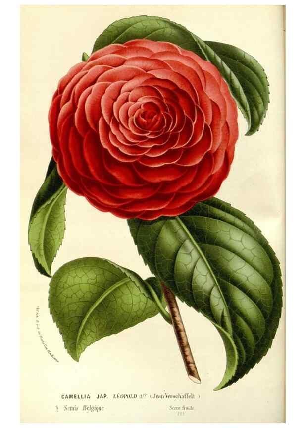 Reproducción/Reproduction 49587278693: Flore des serres et des jardins de l'Europe. A Gand :chez Louis van Houtte, eÌditeur,1845-1880.. 
