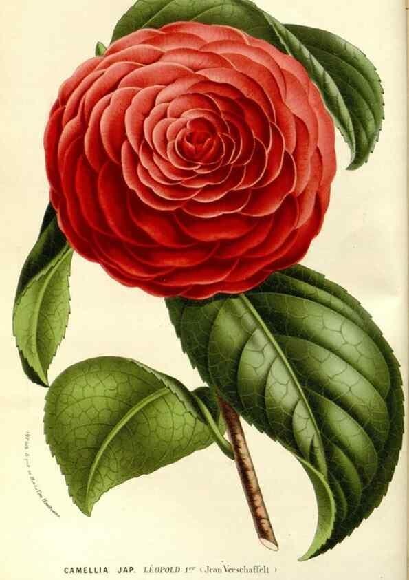 Reproducción/Reproduction 49587278693: Flore des serres et des jardins de l'Europe. A Gand :chez Louis van Houtte, eÌditeur,1845-1880.. 