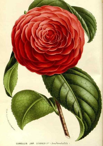 Reproducción/Reproduction 49587278693: Flore des serres et des jardins de l'Europe. A Gand :chez Louis van Houtte, eÌditeur,1845-1880.. 
