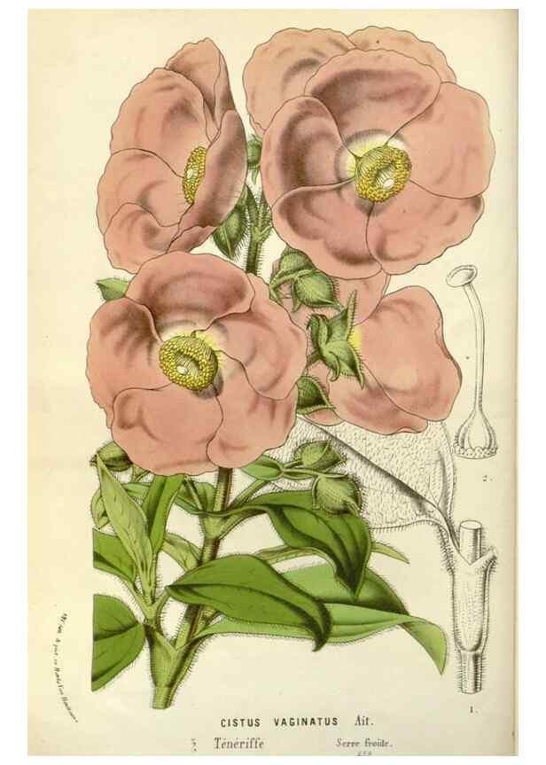 Reproducción/Reproduction 49587772501: Flore des serres et des jardins de l'Europe. A Gand :chez Louis van Houtte, eÌditeur,1845-1880.. 