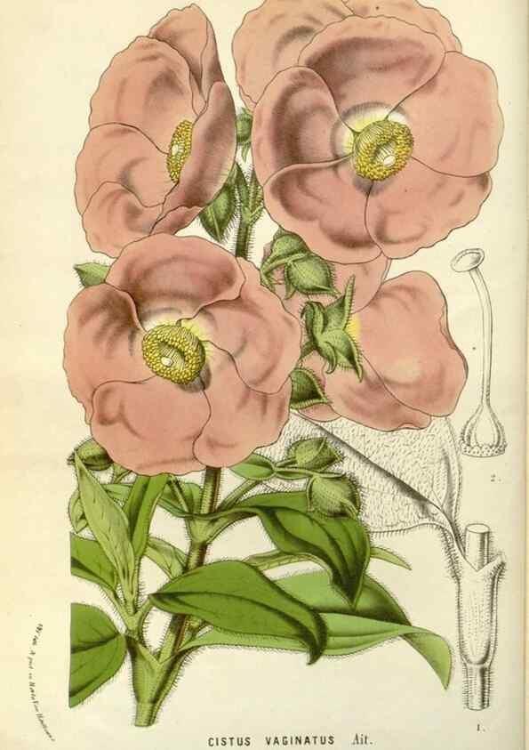 Reproducción/Reproduction 49587772501: Flore des serres et des jardins de l'Europe. A Gand :chez Louis van Houtte, eÌditeur,1845-1880.. 