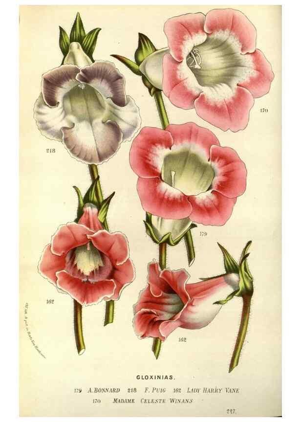 Reproducción/Reproduction 49587686096: Flore des serres et des jardins de l'Europe. A Gand :chez Louis van Houtte, eÌditeur,1845-1880.. 