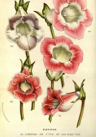 Reproducción/Reproduction 49587686096: Flore des serres et des jardins de l'Europe. A Gand :chez Louis van Houtte, eÌditeur,1845-1880.. 