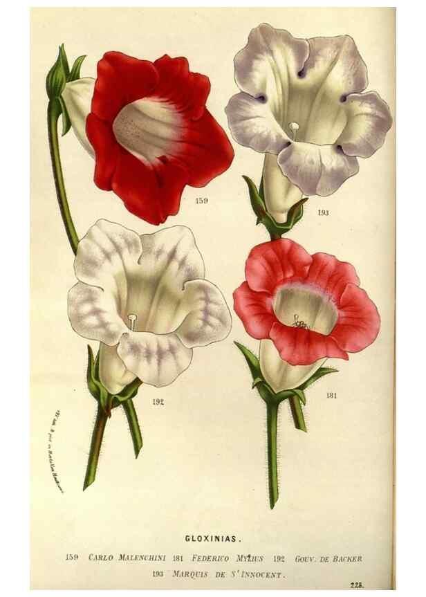 Reproducción/Reproduction 49587686261: Flore des serres et des jardins de l'Europe. A Gand :chez Louis van Houtte, eÌditeur,1845-1880.. 