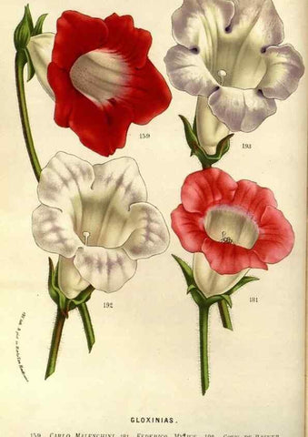 Reproducción/Reproduction 49587686261: Flore des serres et des jardins de l'Europe. A Gand :chez Louis van Houtte, eÌditeur,1845-1880.. 