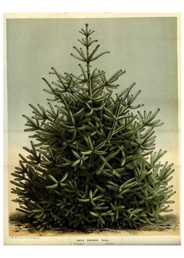 Reproducción/Reproduction 49587191148: Flore des serres et des jardins de l'Europe. A Gand :chez Louis van Houtte, eÌditeur,1845-1880.. 