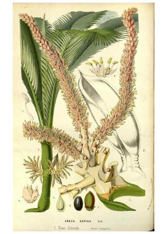 Reproducción/Reproduction 49587686706: Flore des serres et des jardins de l'Europe. A Gand :chez Louis van Houtte, eÌditeur,1845-1880.. 