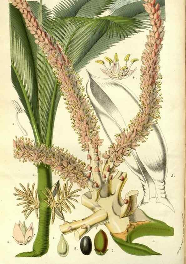 Reproducción/Reproduction 49587686706: Flore des serres et des jardins de l'Europe. A Gand :chez Louis van Houtte, eÌditeur,1845-1880.. 