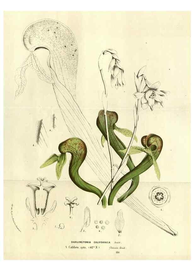 Reproducción/Reproduction 49587191548: Flore des serres et des jardins de l'Europe. A Gand :chez Louis van Houtte, eÌditeur,1845-1880.. 