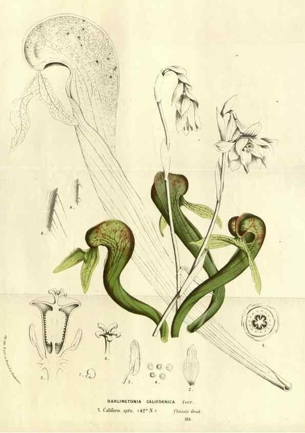 Reproducción/Reproduction 49587191548: Flore des serres et des jardins de l'Europe. A Gand :chez Louis van Houtte, eÌditeur,1845-1880.. 