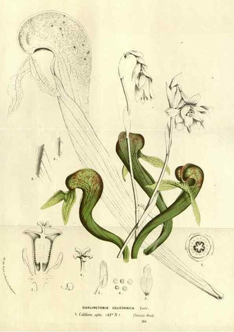 Reproducción/Reproduction 49587191548: Flore des serres et des jardins de l'Europe. A Gand :chez Louis van Houtte, eÌditeur,1845-1880.. 
