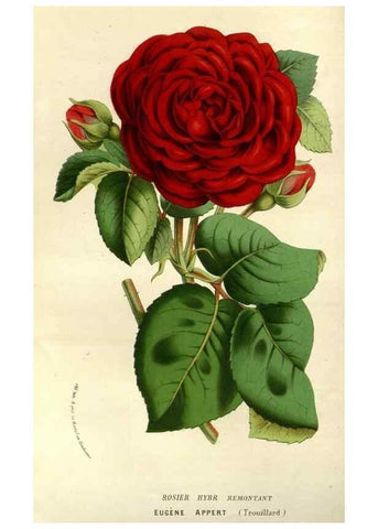 Reproducción/Reproduction 49587191793: Flore des serres et des jardins de l'Europe. A Gand :chez Louis van Houtte, eÌditeur,1845-1880.. 