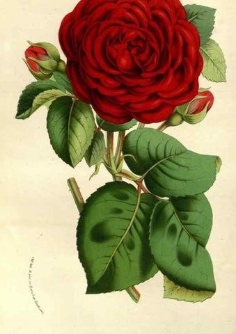 Reproducción/Reproduction 49587191793: Flore des serres et des jardins de l'Europe. A Gand :chez Louis van Houtte, eÌditeur,1845-1880.. 