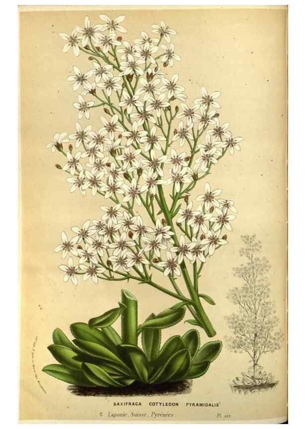 Reproducción/Reproduction 49587192008: Flore des serres et des jardins de l'Europe. A Gand :chez Louis van Houtte, eÌditeur,1845-1880.. 