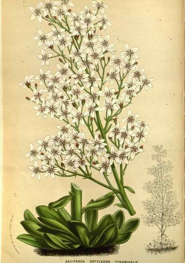 Reproducción/Reproduction 49587192008: Flore des serres et des jardins de l'Europe. A Gand :chez Louis van Houtte, eÌditeur,1845-1880.. 