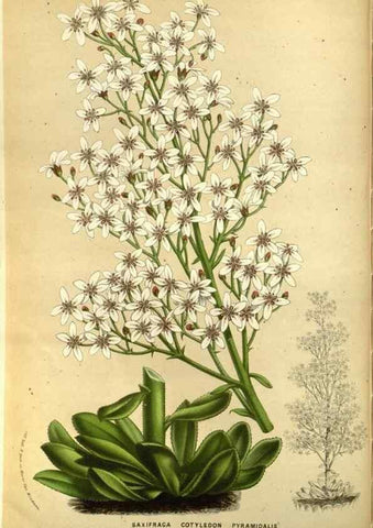 Reproducción/Reproduction 49587192008: Flore des serres et des jardins de l'Europe. A Gand :chez Louis van Houtte, eÌditeur,1845-1880.. 