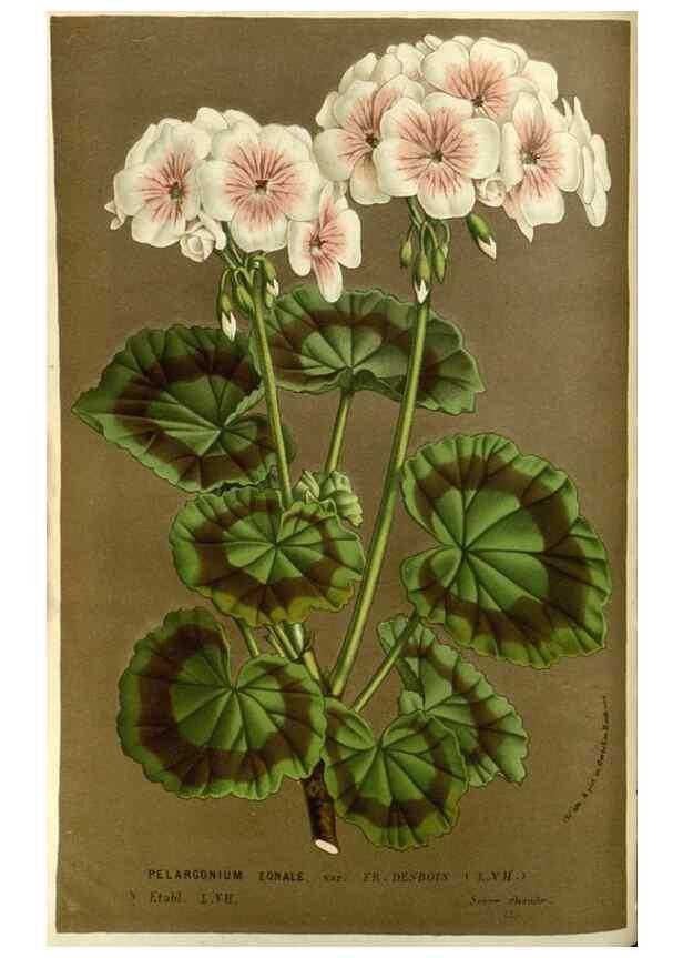 Reproducción/Reproduction 49587687421: Flore des serres et des jardins de l'Europe. A Gand :chez Louis van Houtte, eÌditeur,1845-1880.. 