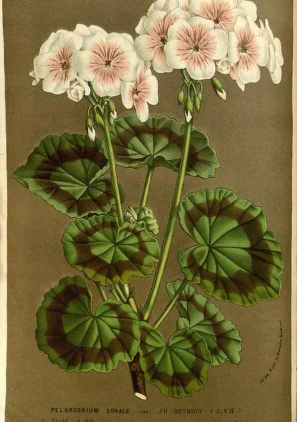 Reproducción/Reproduction 49587687421: Flore des serres et des jardins de l'Europe. A Gand :chez Louis van Houtte, eÌditeur,1845-1880.. 