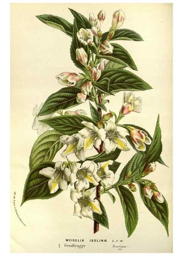 Reproducción/Reproduction 49587687621: Flore des serres et des jardins de l'Europe. A Gand :chez Louis van Houtte, eÌditeur,1845-1880.. 