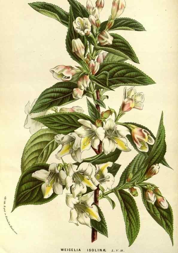 Reproducción/Reproduction 49587687621: Flore des serres et des jardins de l'Europe. A Gand :chez Louis van Houtte, eÌditeur,1845-1880.. 