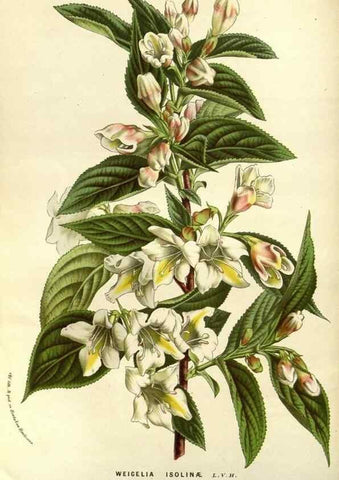 Reproducción/Reproduction 49587687621: Flore des serres et des jardins de l'Europe. A Gand :chez Louis van Houtte, eÌditeur,1845-1880.. 